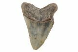 Serrated, Fossil Megalodon Tooth - North Carolina #201909-2